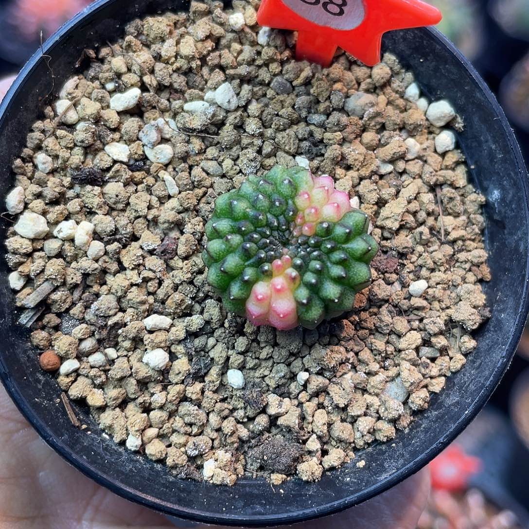 1-88貘锦2厘米。  