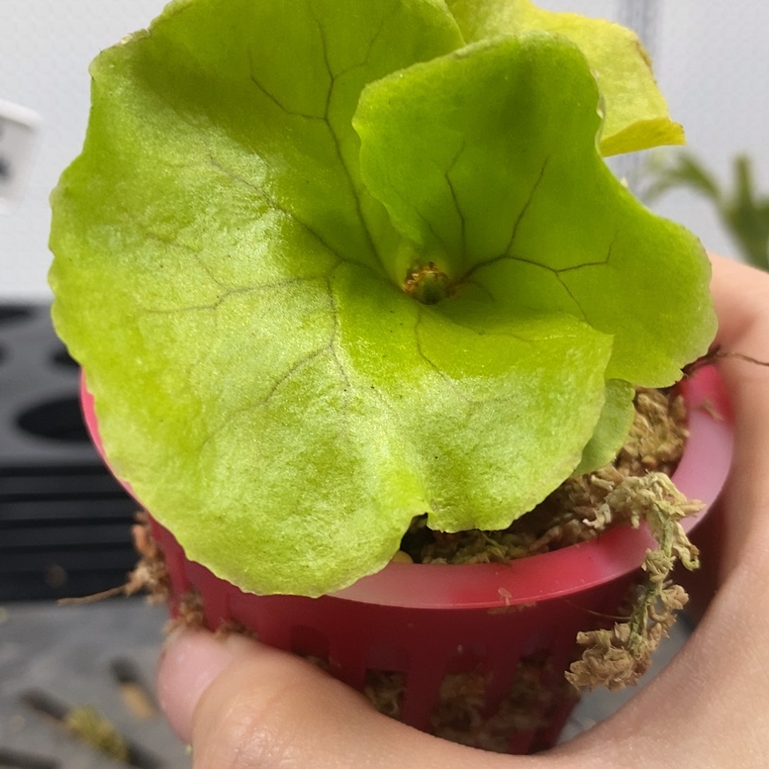 无花朵亚皇鹿角蕨