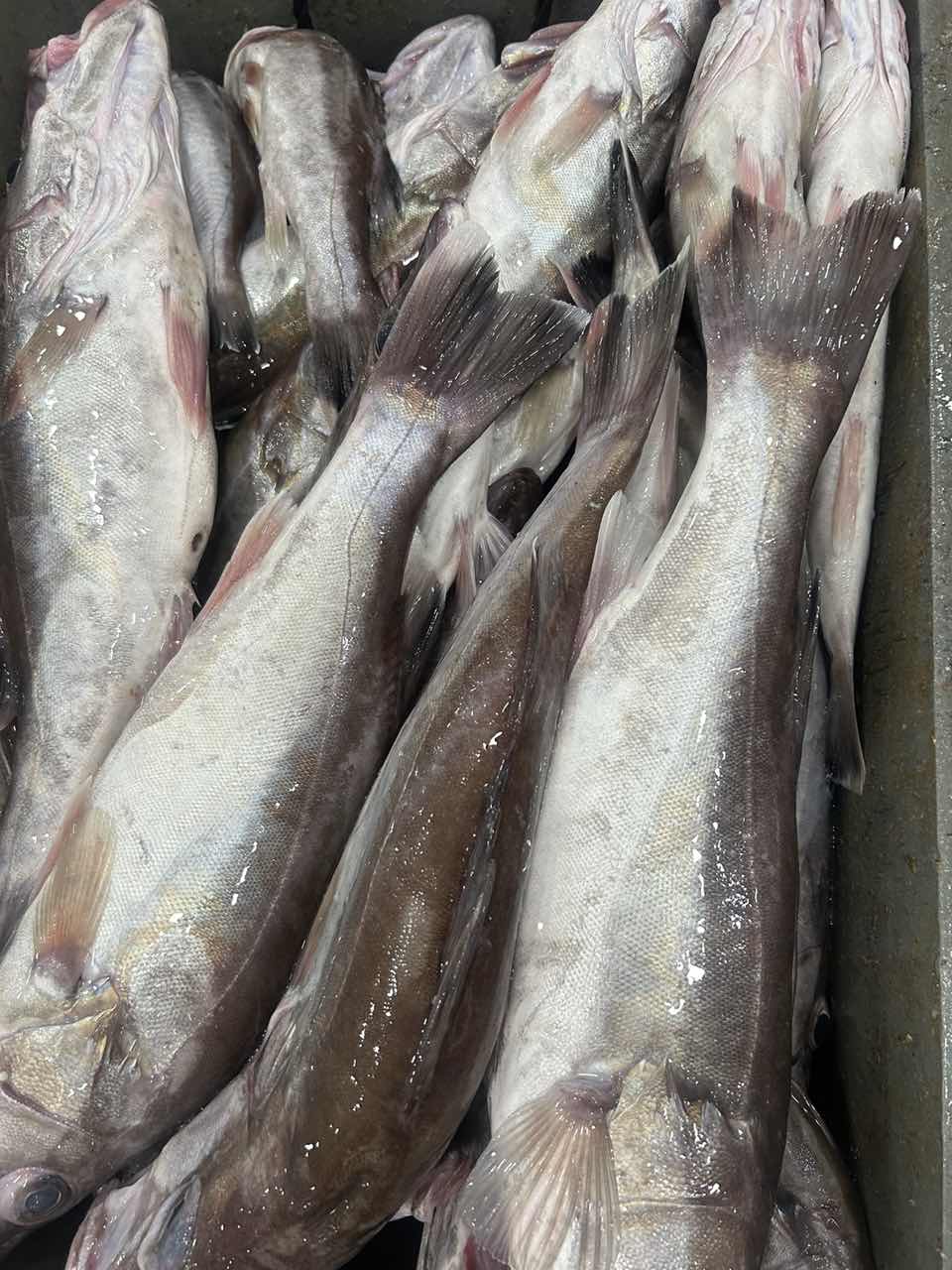 鲈斑   厦门海鲜配送 顺丰 现称