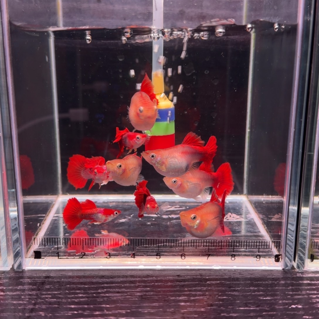 孔雀鱼福利黄豹球种鱼8➕2备损