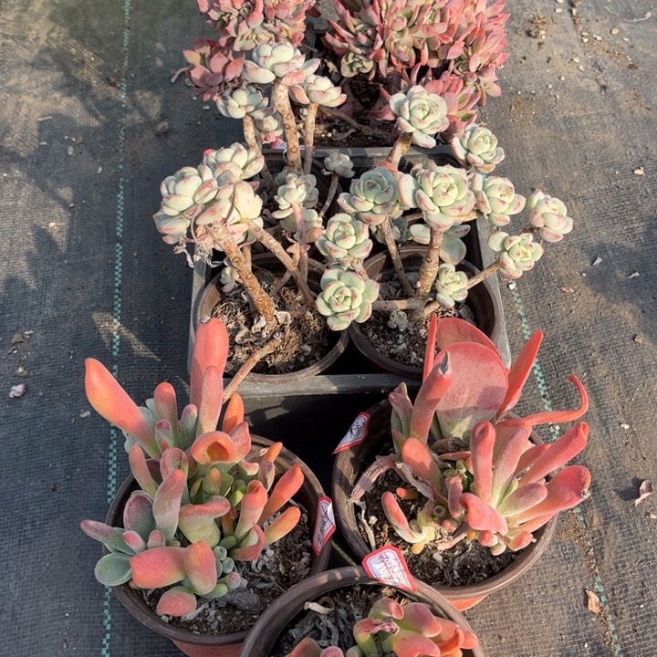 臭***妞奇罗一颗香草三颗火狐狸三