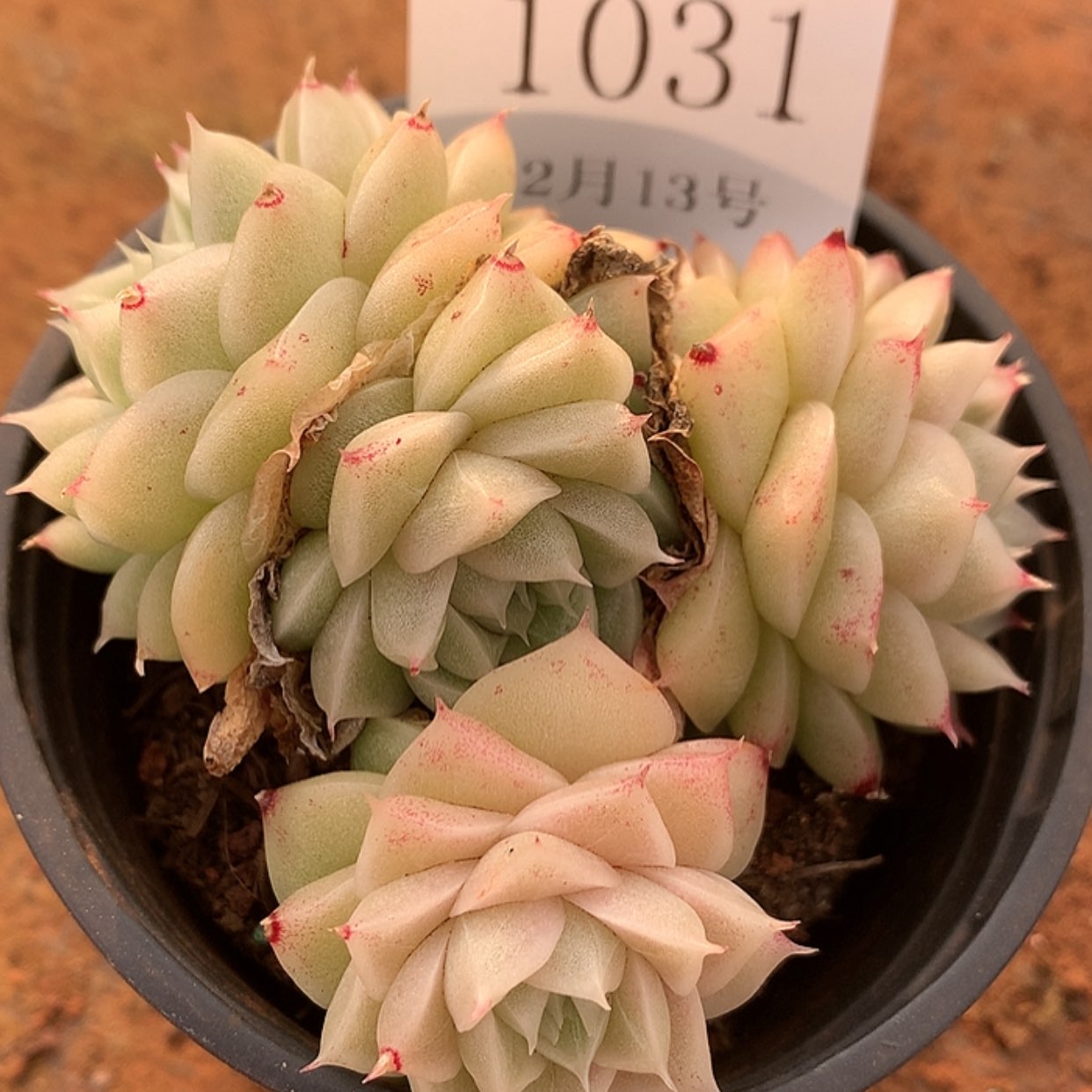 【闪购商品】云1031