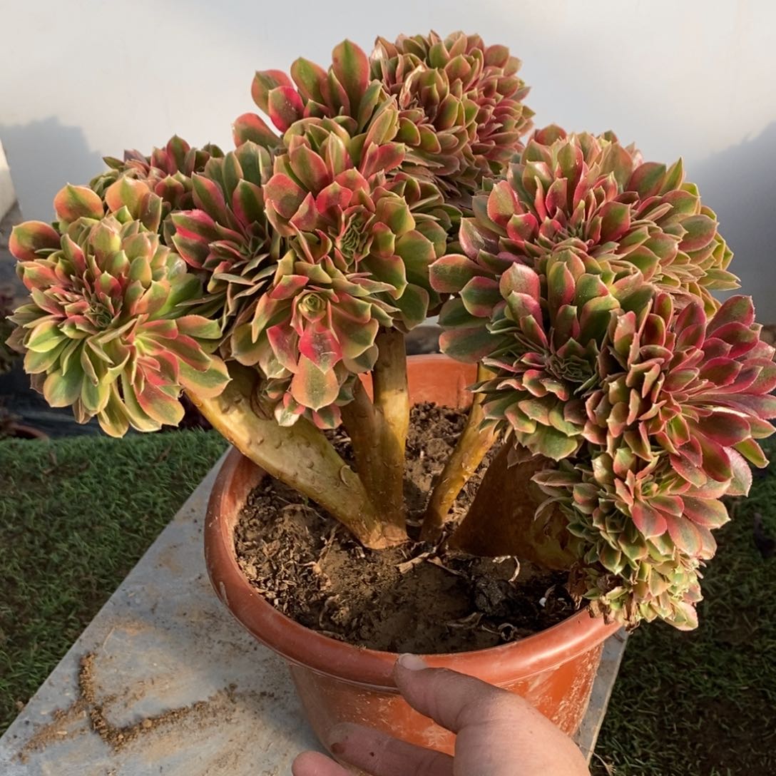 不开花植物1178号梦幻七彩多肉1颗
