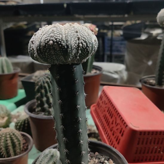 仙人球袖普嫁接奇迹兜