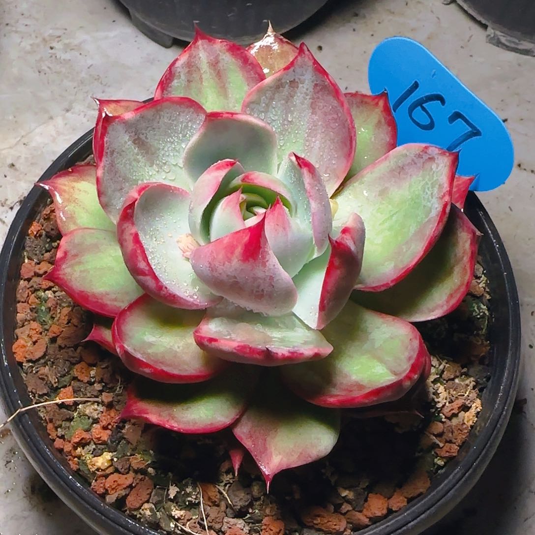 惊鸿仙子一物一拍167号