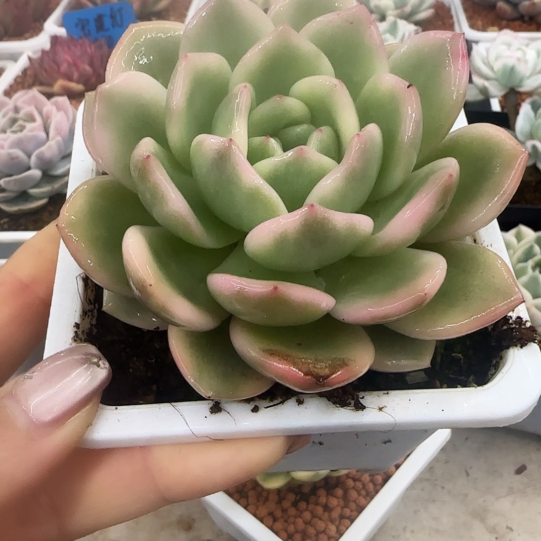 橙梦露锦多肉植物