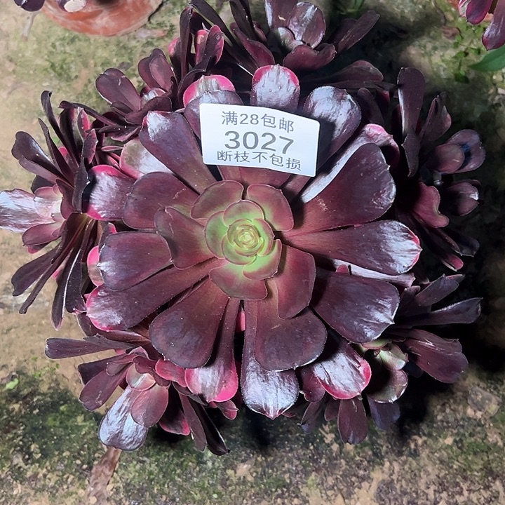 3027爱神多肉植物