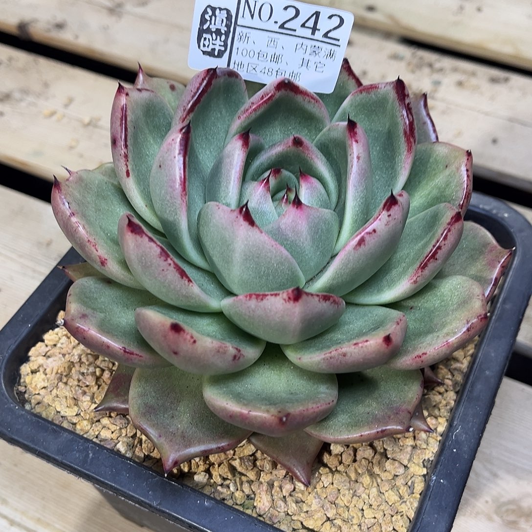 242………………………………冬云