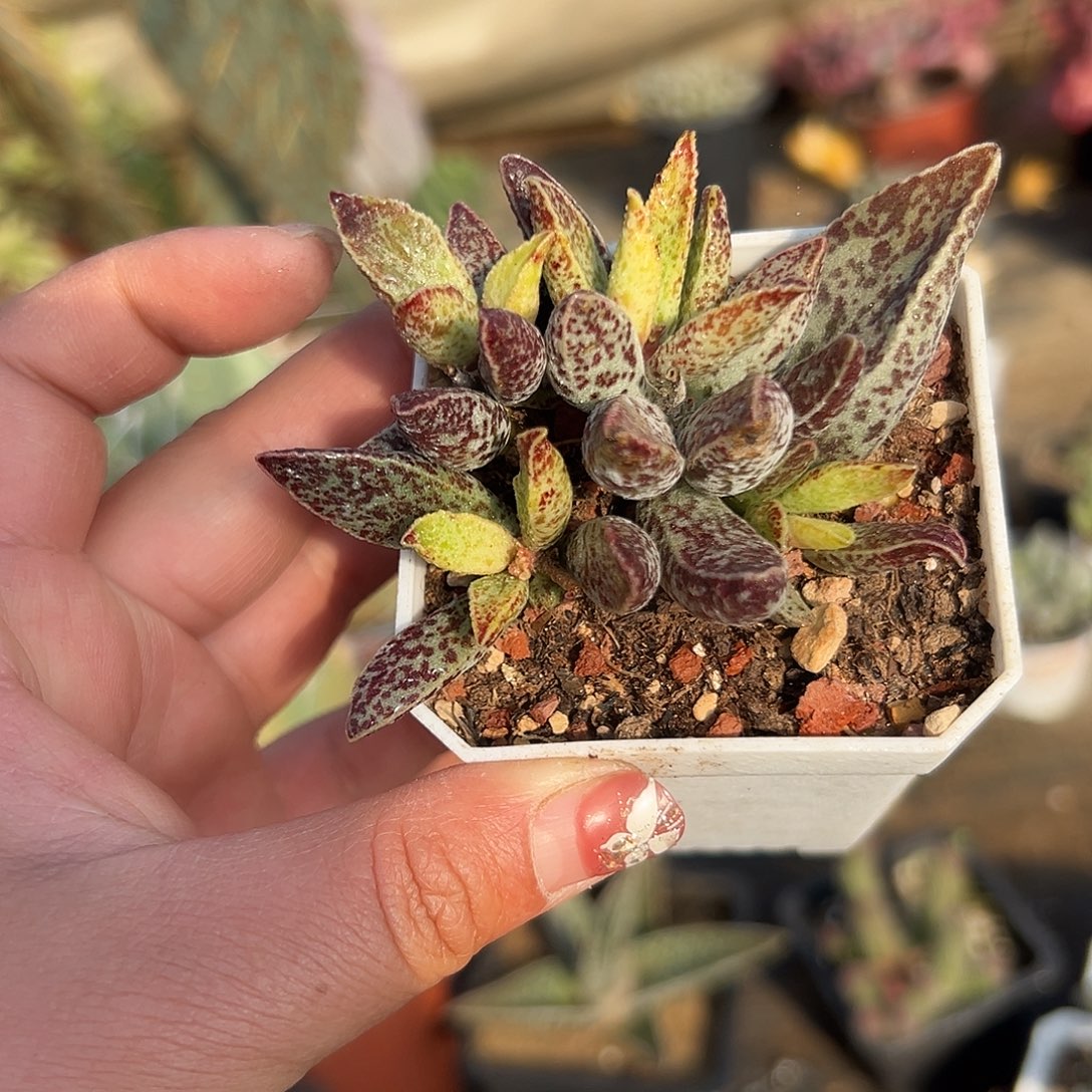 多肉植物白孔雀群