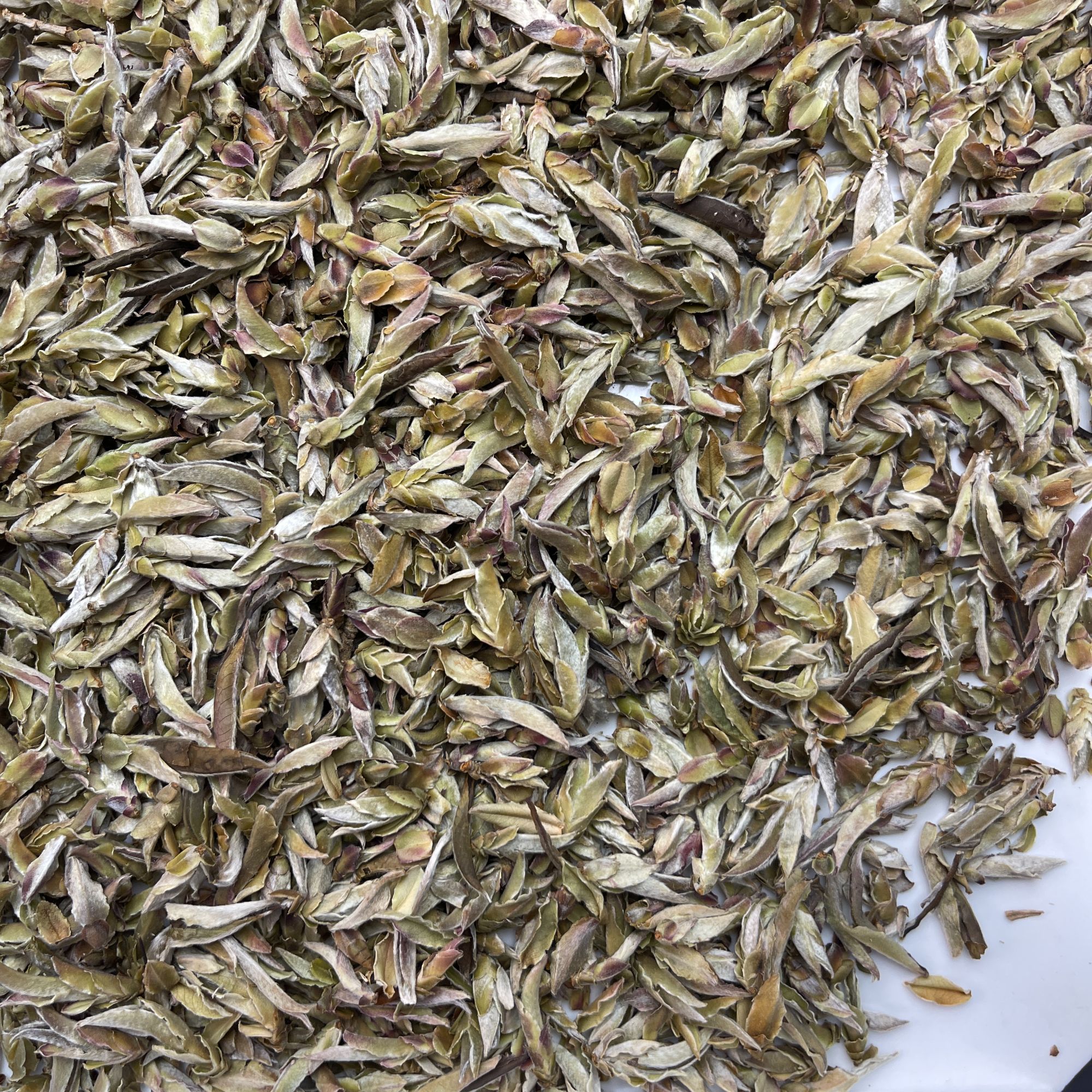 7日7月 25年勐库大雪山普洱茶 白茶芽苞 A045号