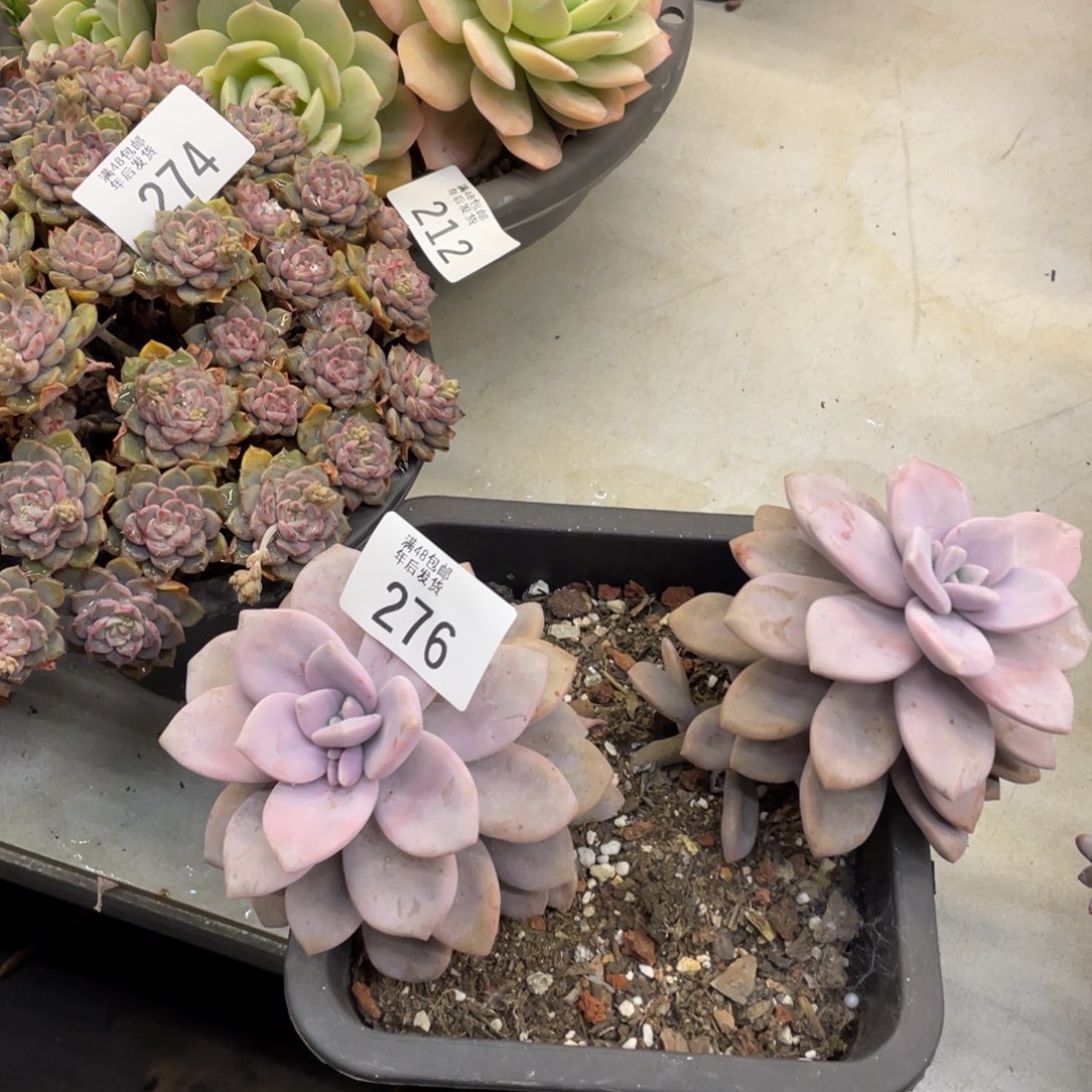 黑大帅多肉276taoshuang 