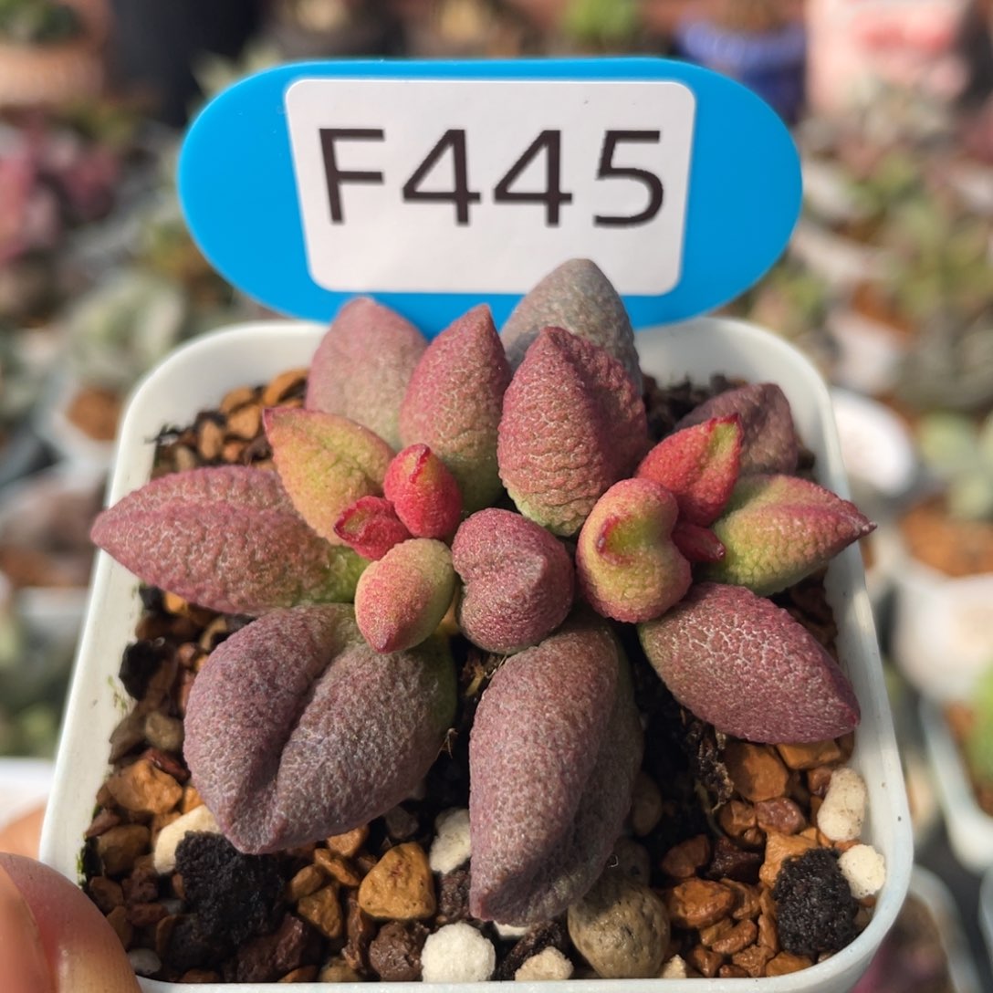        98号服部系。 445。  