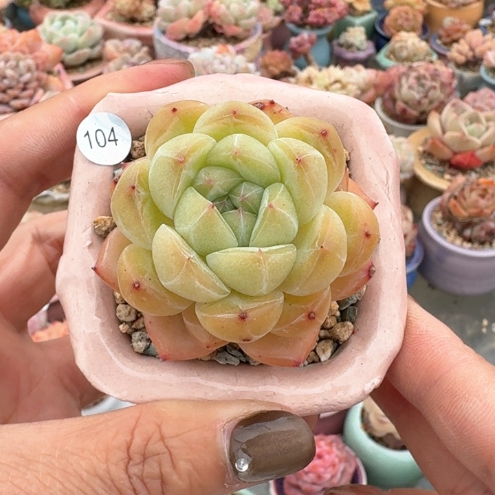 104 多肉含盆土 30元包邮 除偏远地区