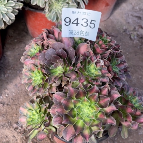 韶华多肉多肉9435