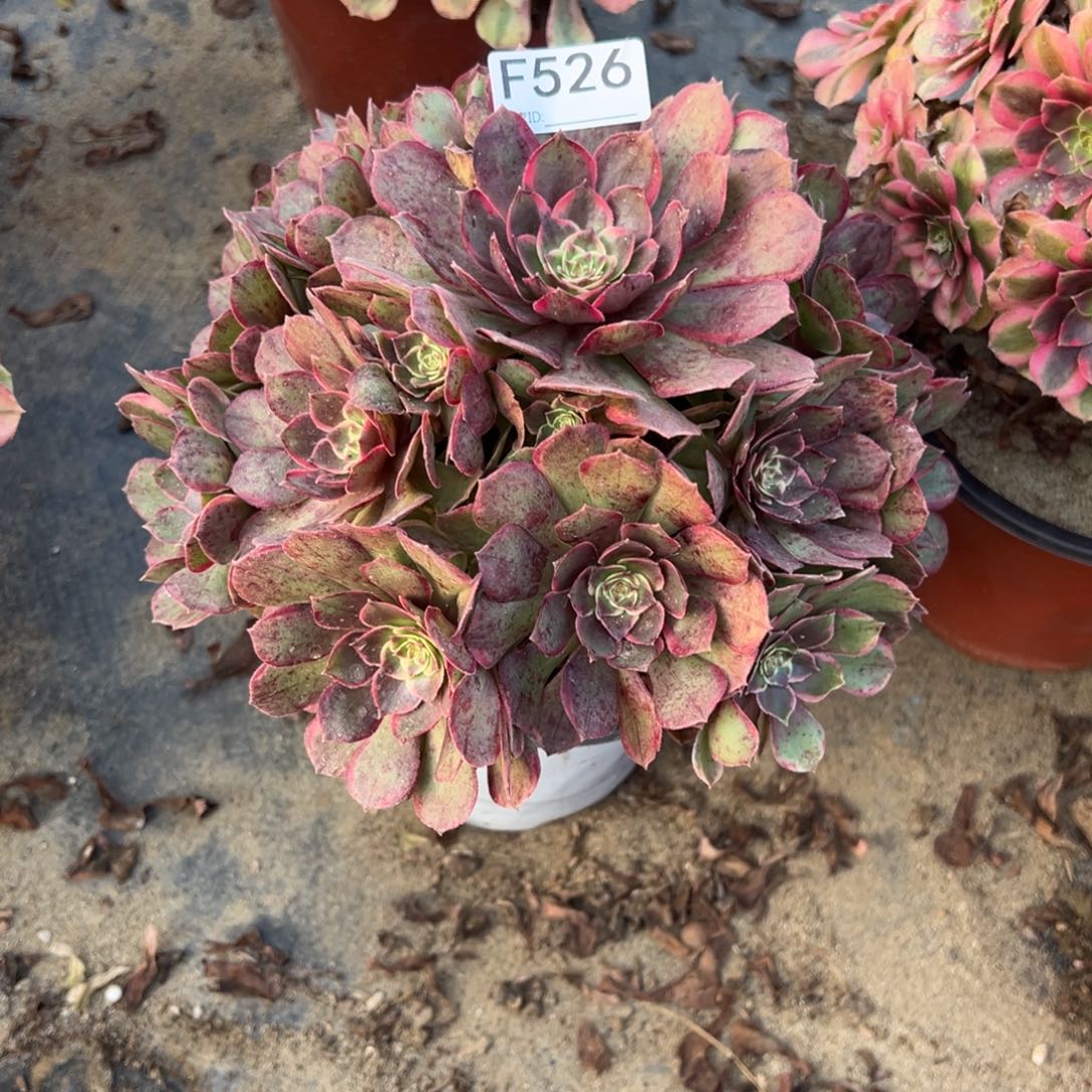 526粉花妖多肉植物法师