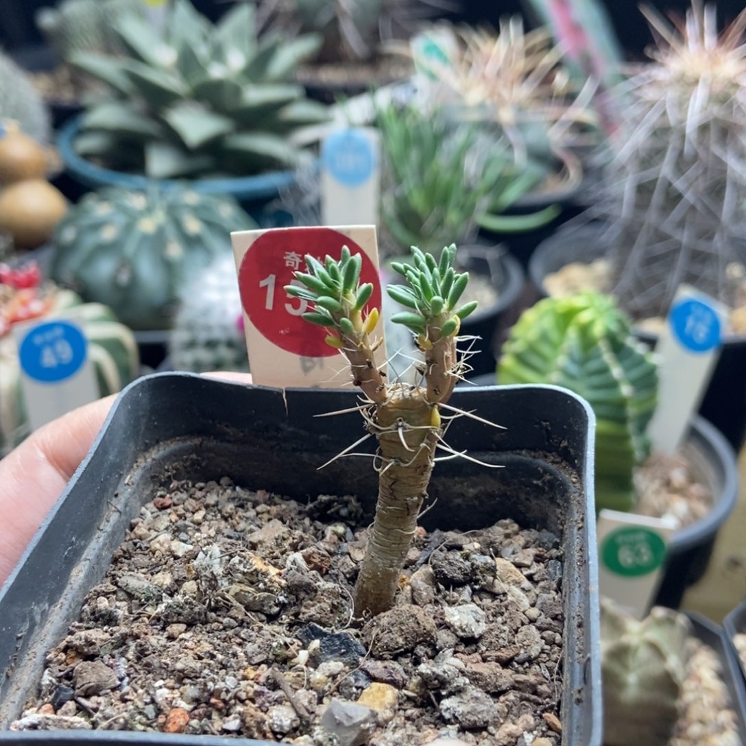 迪吹群一颗仙人球