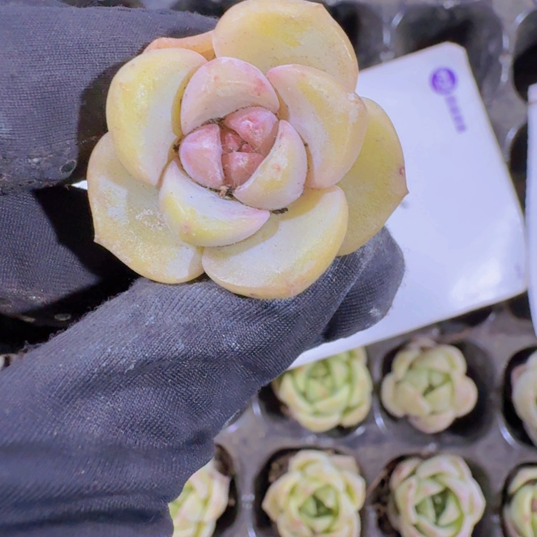 精品粉豹两米三颗