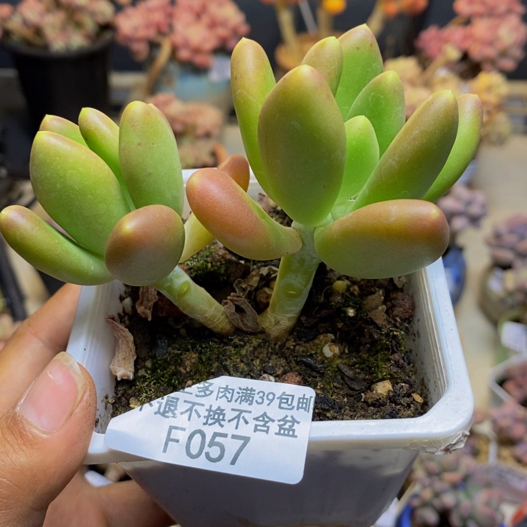 057金蟾多肉整6c m