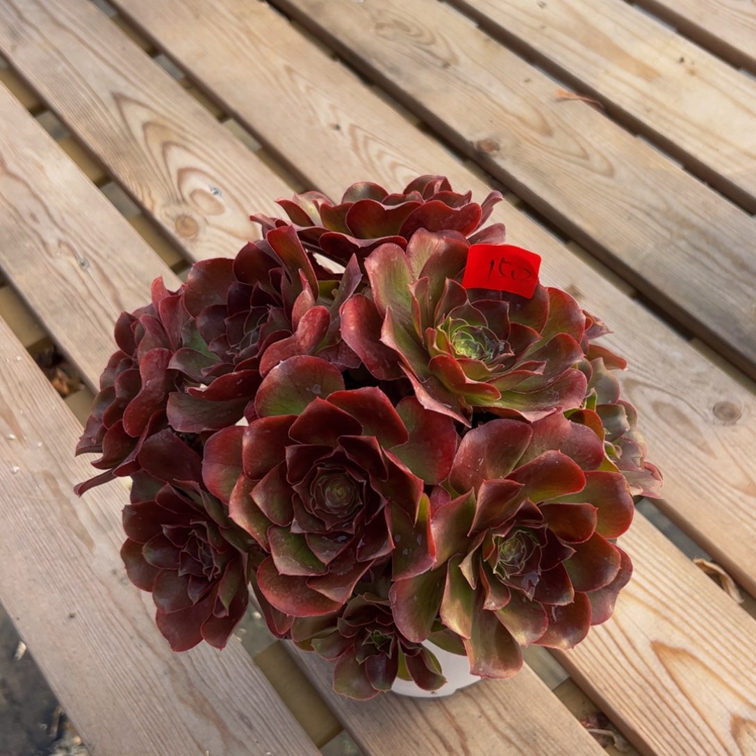 1502炖肉植物发货魅金朵朵