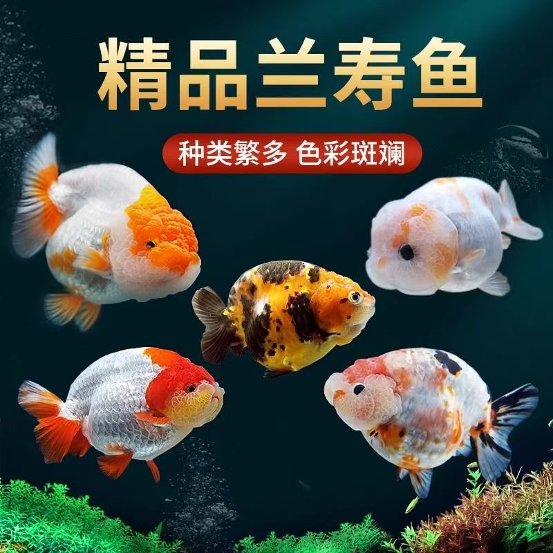 （2号链接）精品兰寿泰狮熊猫冷水金鱼红白玉兔兰寿包邮包活好养活
