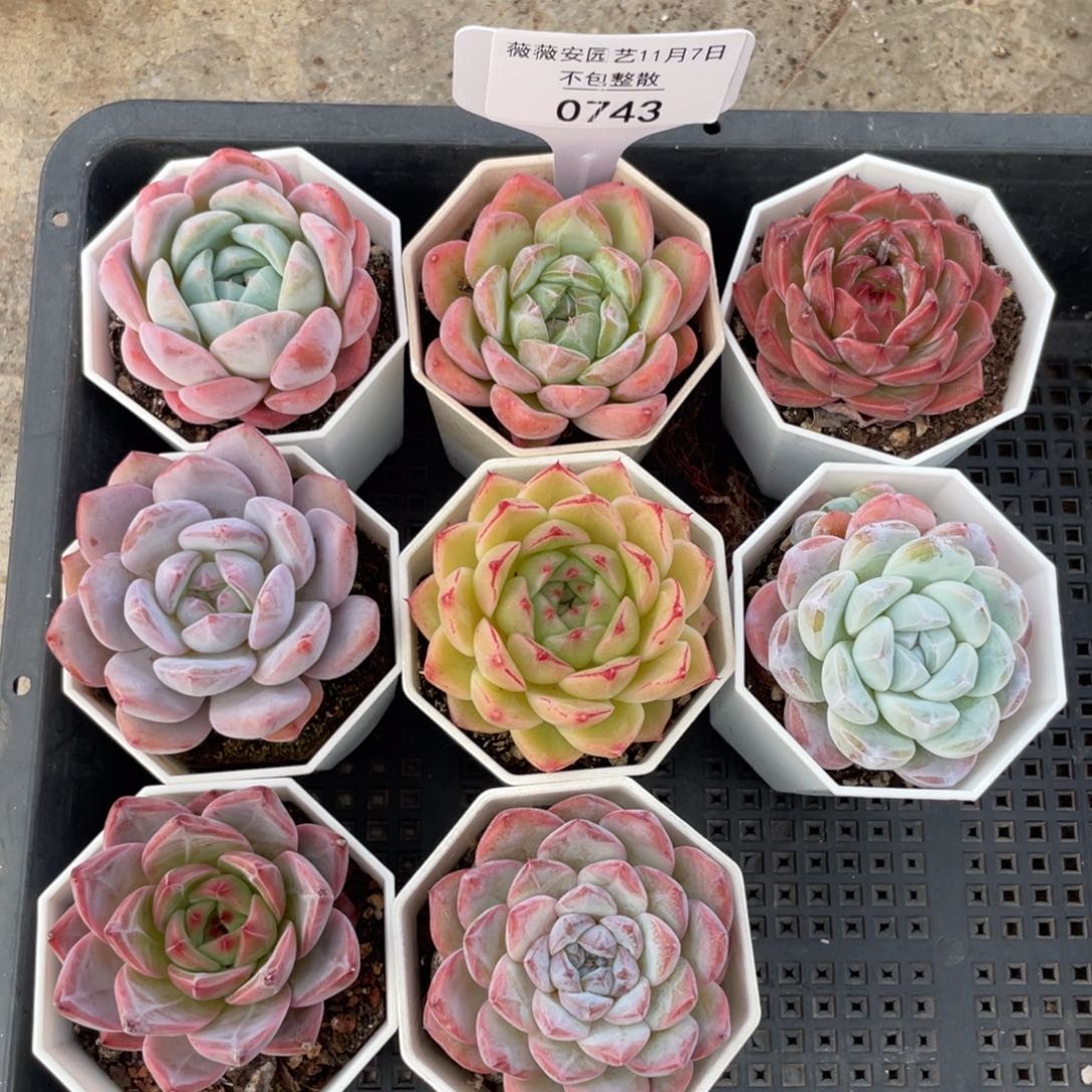 不包整散 盆子不售后0743