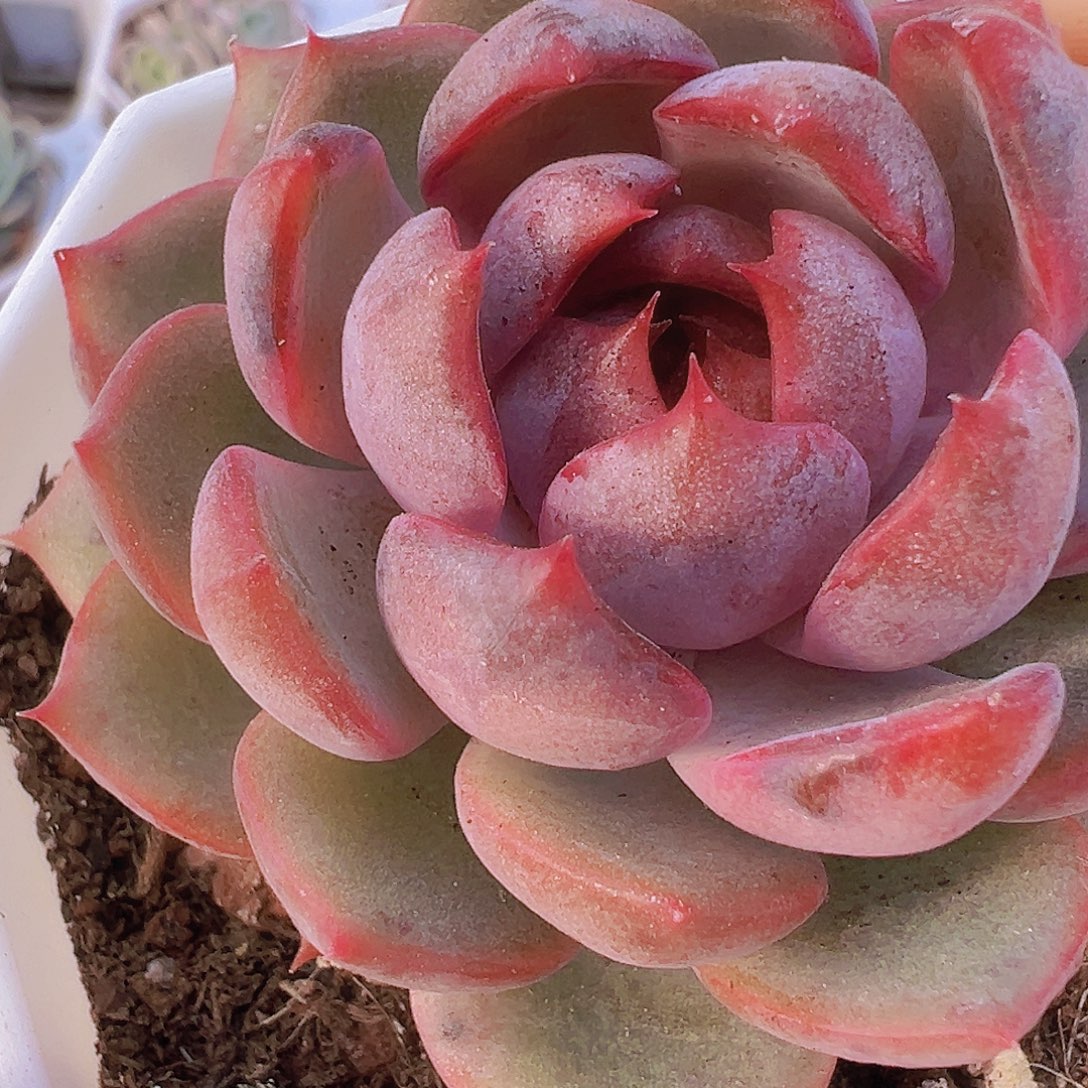 蓝莓19包邮多肉植物