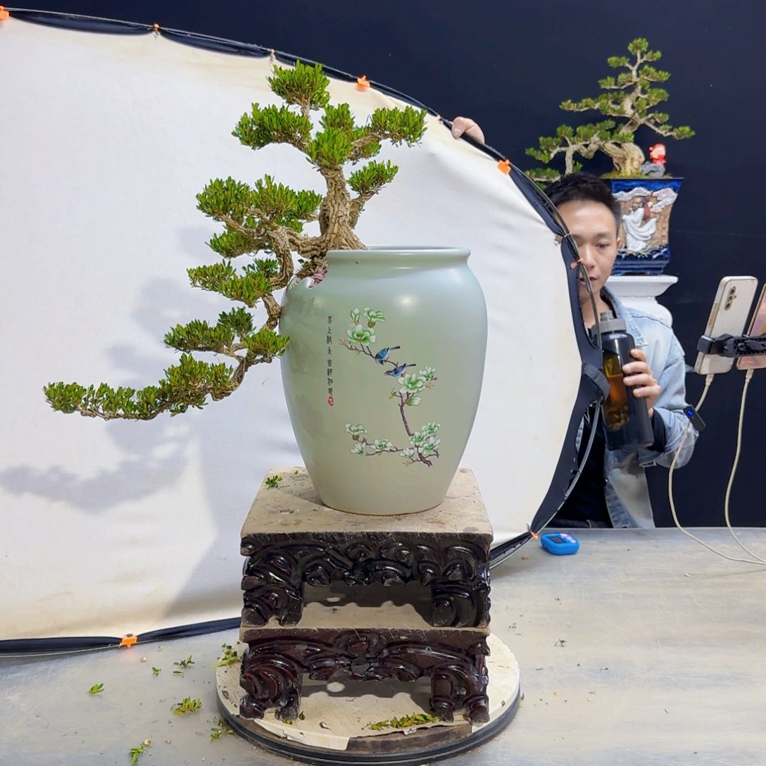 高端盆景艺术作品