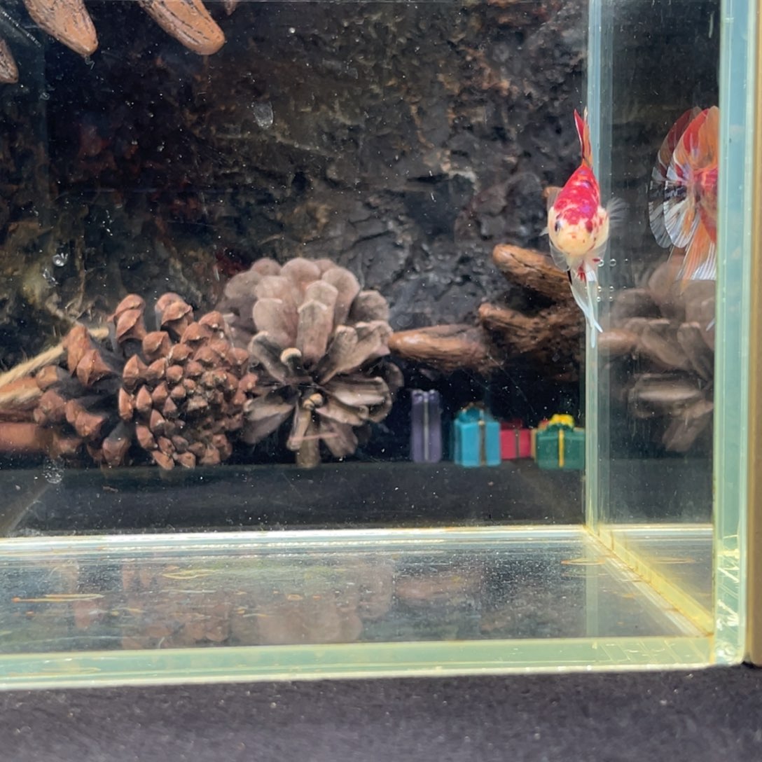 斗鱼十二月二十日竞价