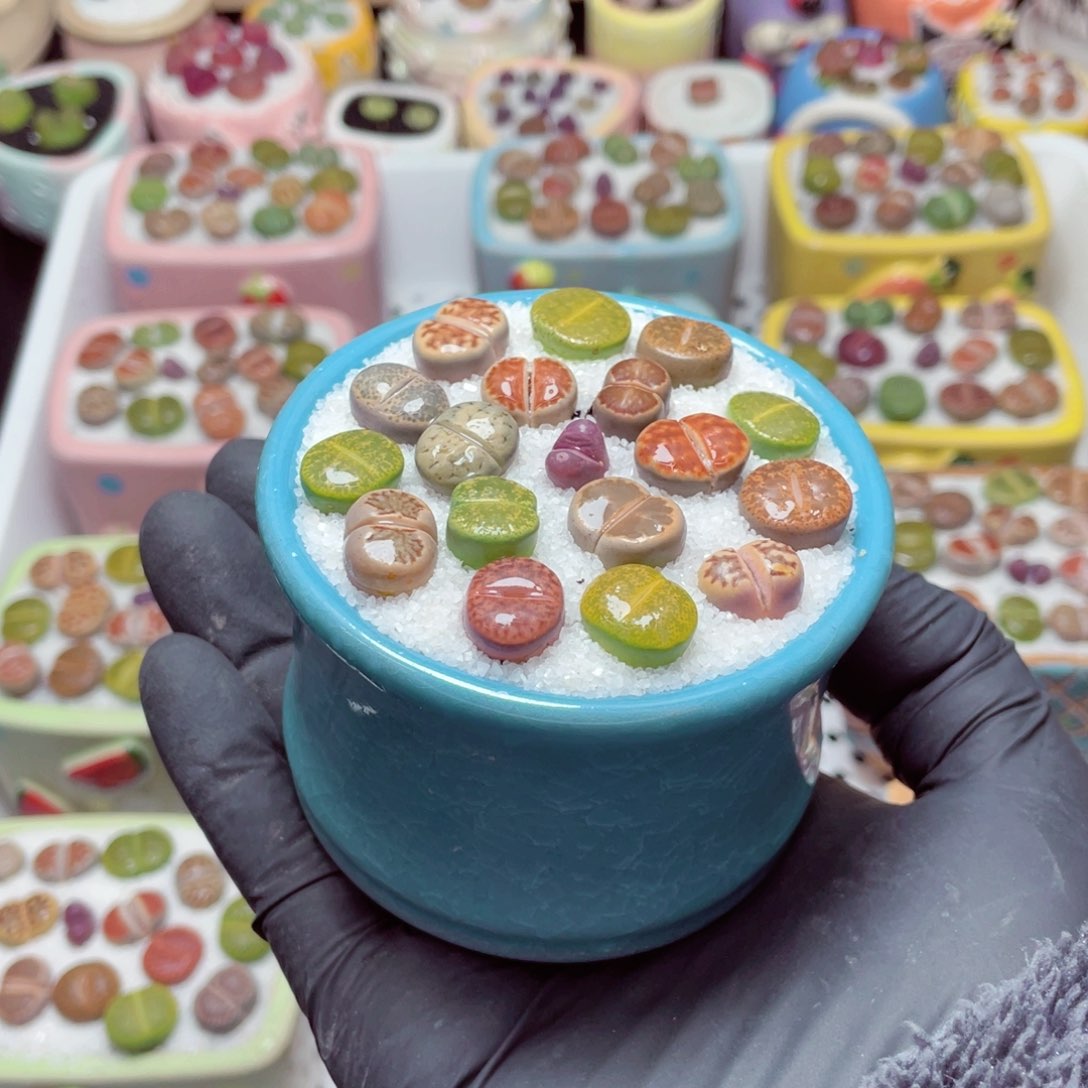 w3991-带盆土发货，零下地区拍保温箱