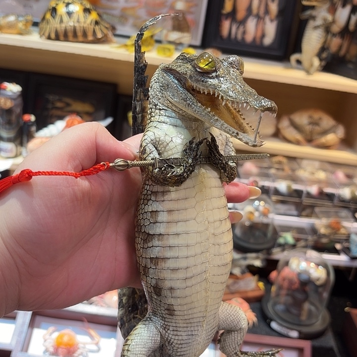 真实长剑鳄鱼标本