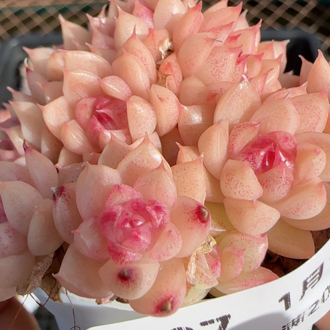 花语逸镜0113-307