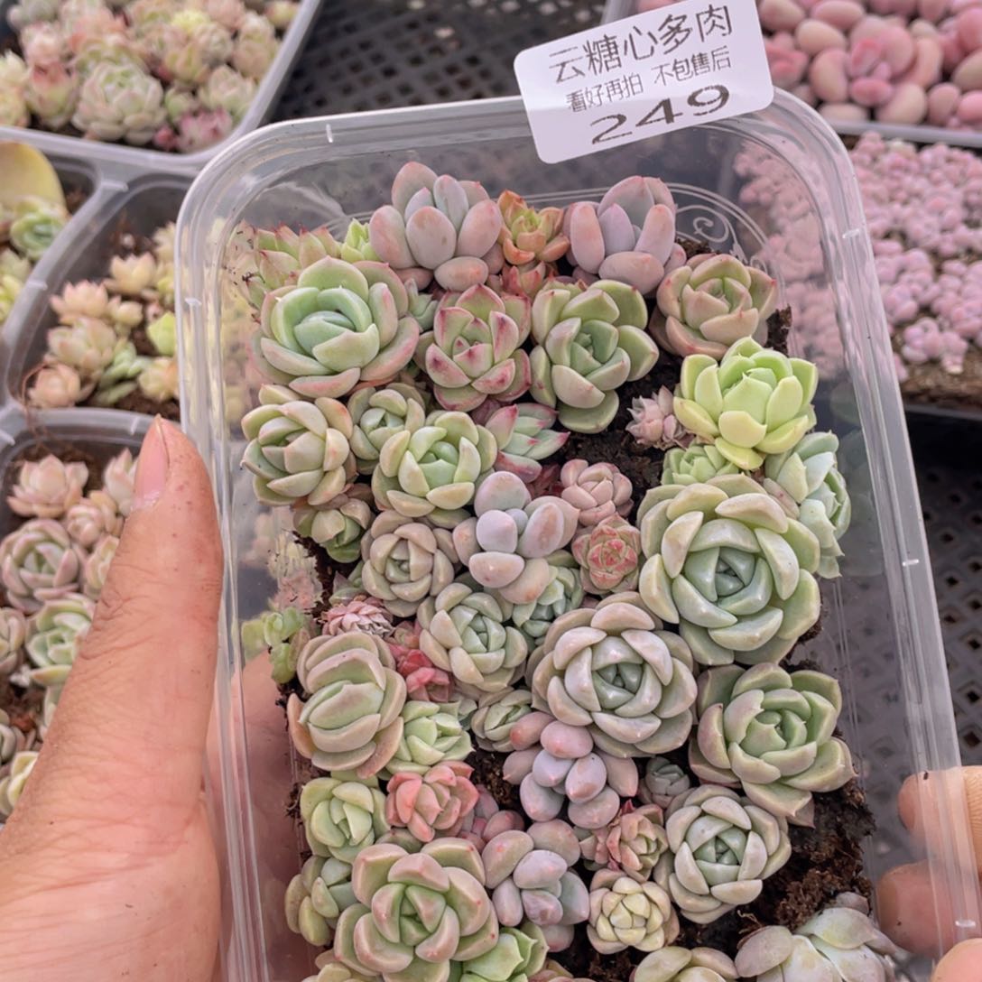 云糖心多肉植物249