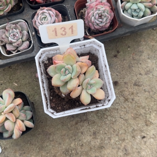 最****131泡芙多肉植物多