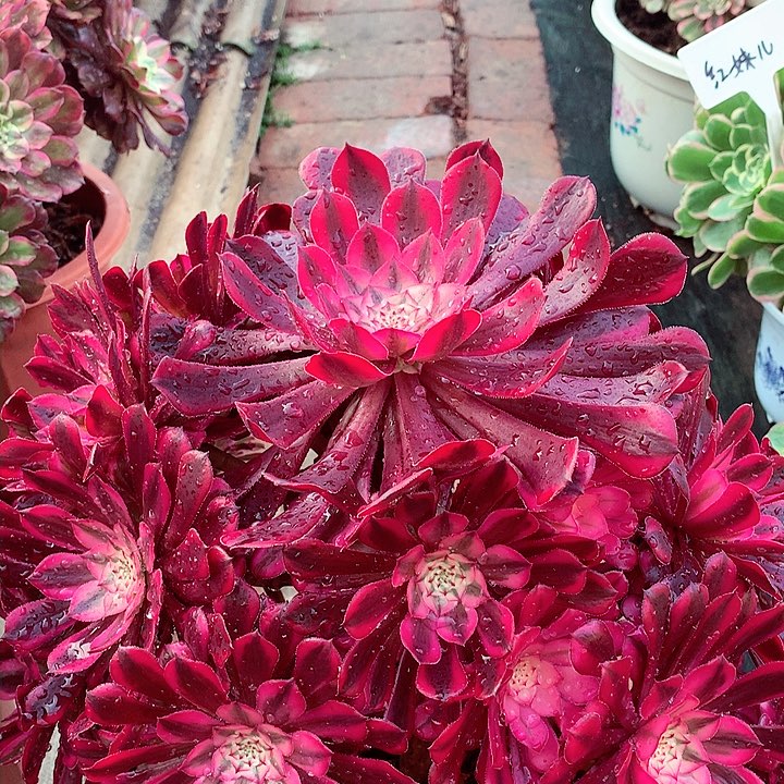 红超白，多肉植物