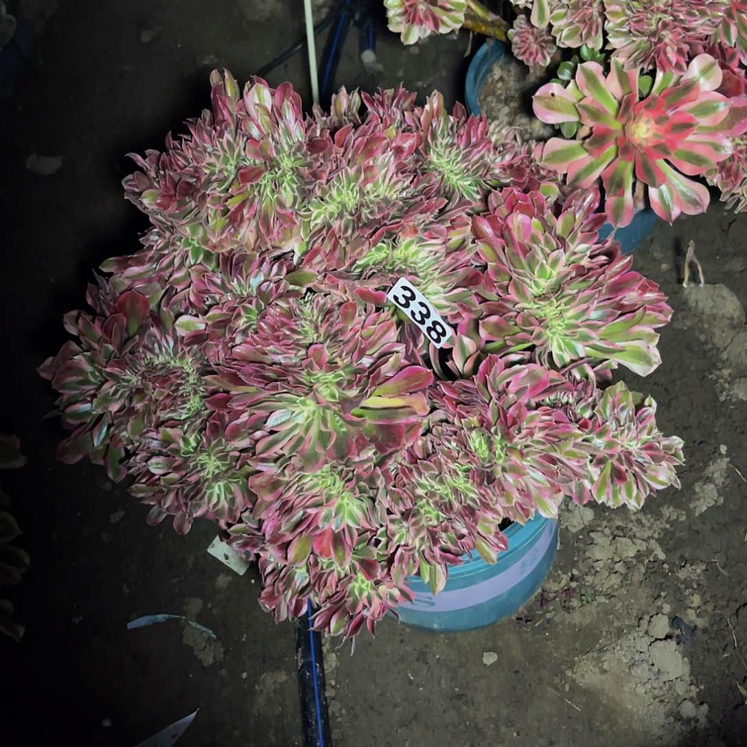 法师法师15–17包邮法师