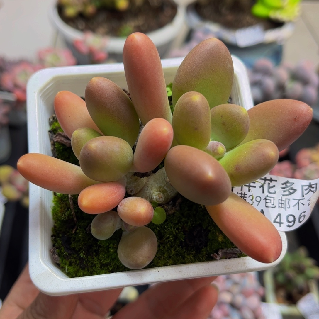 496/8cm芒果奶多肉