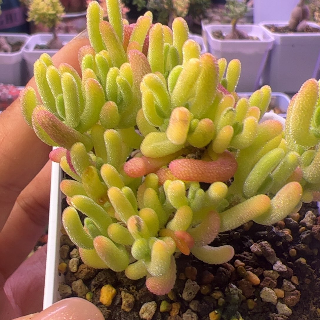 紫***子672-多肉植物枝干钻石黄锦