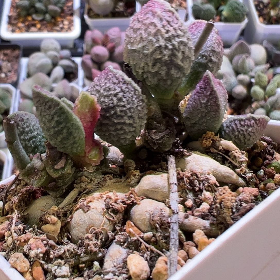 哈默猪肝水泡多肉植物水泡