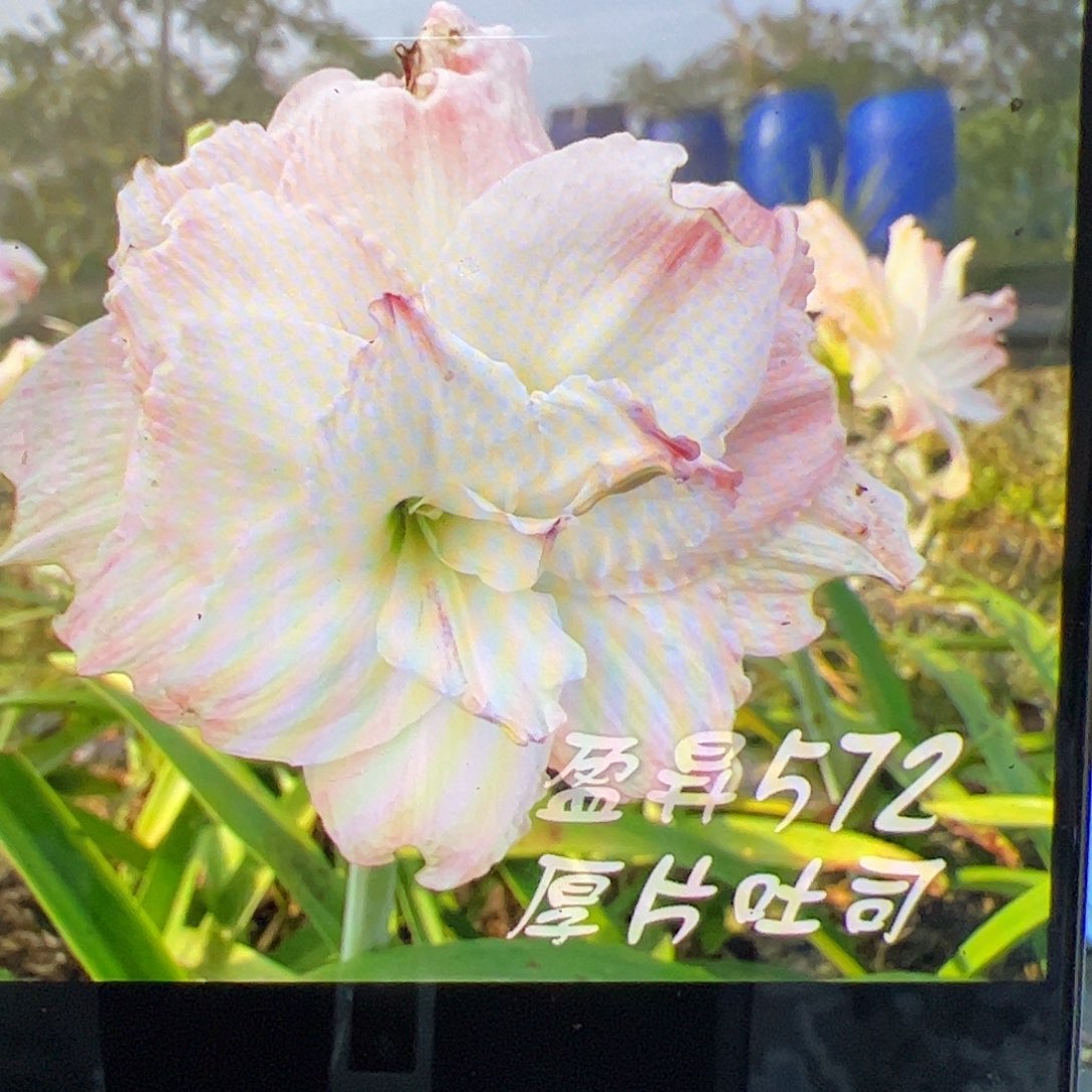 朱顶红厚片吐司拍品2号