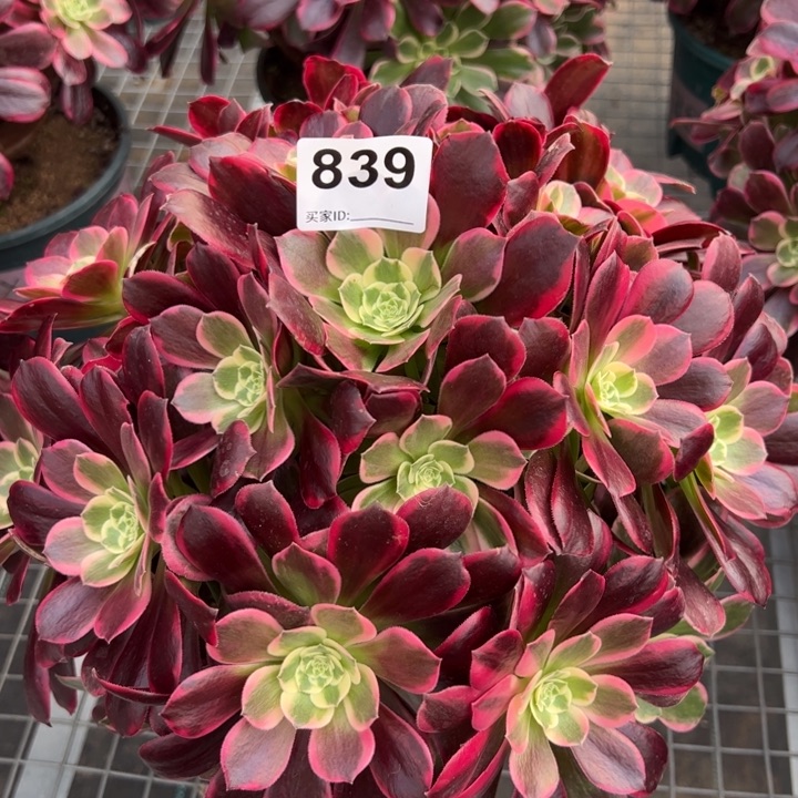 839金丝雀32厘米左右