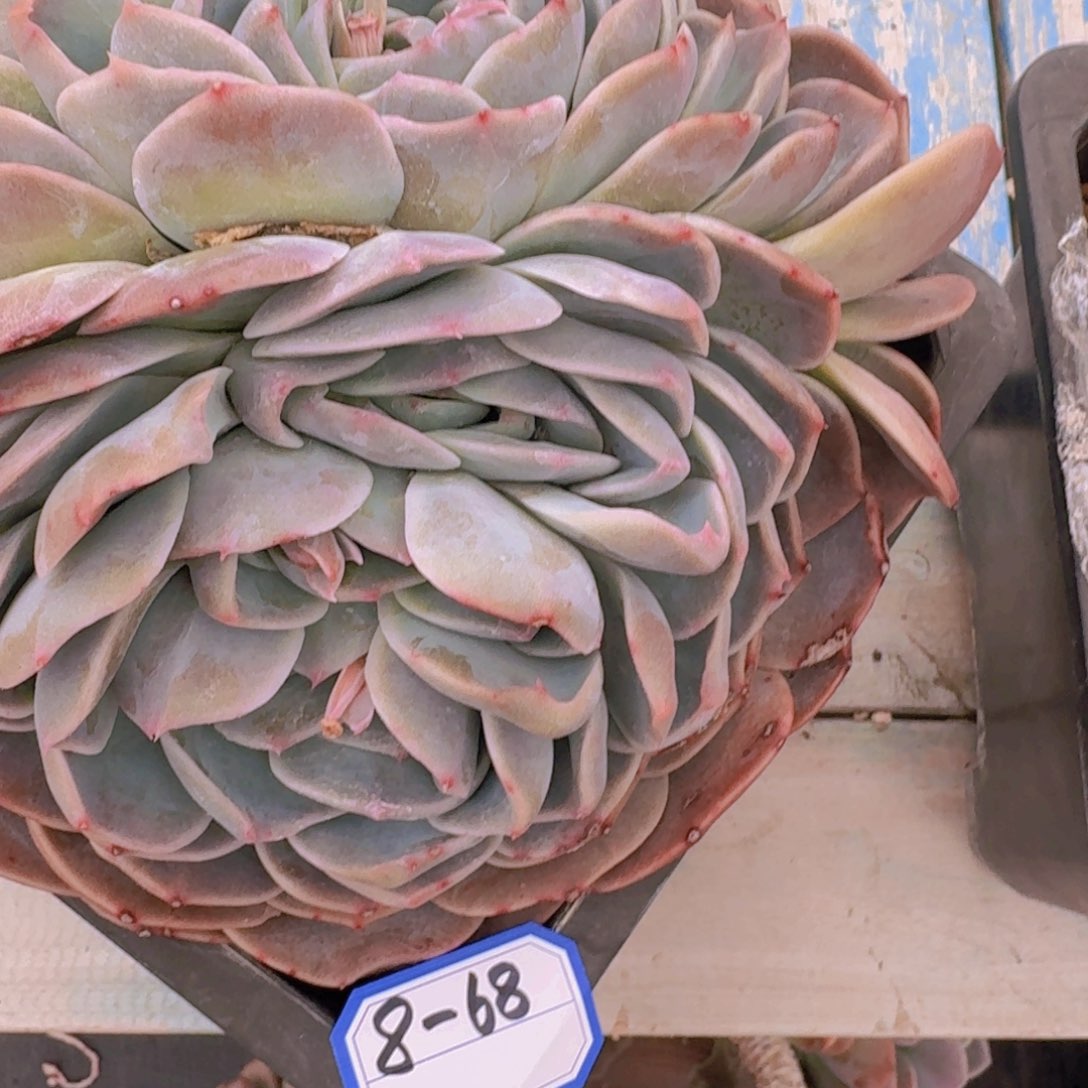 6-86杂凡艺多肉//