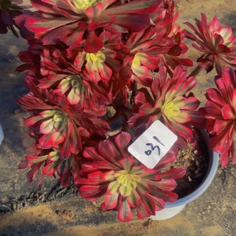 红同白多肉植物31多肉