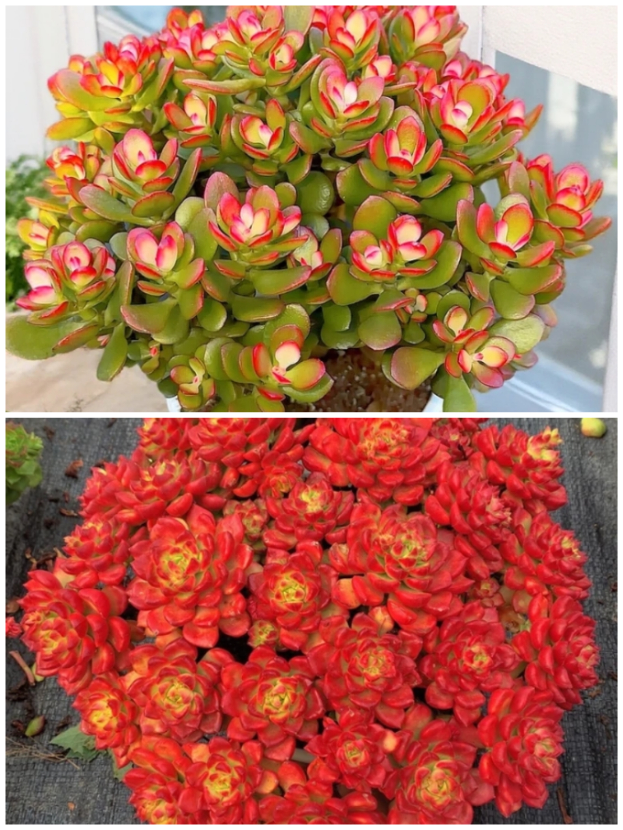 Y大老桩摇钱树姬红花月蒂亚锦组合耐冻喜阳耐旱越晒越红好养云南