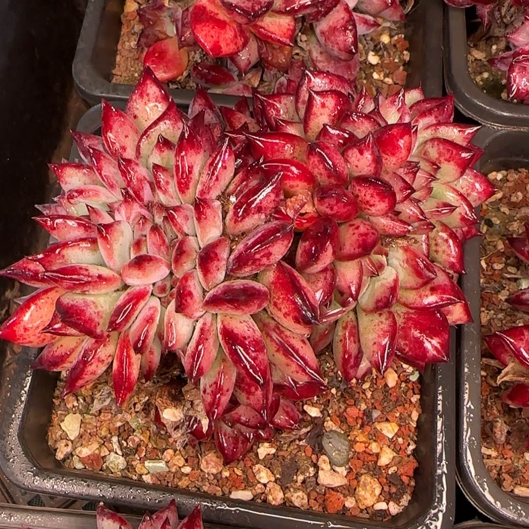 从前慢甄选多肉编号红拉糖缀小