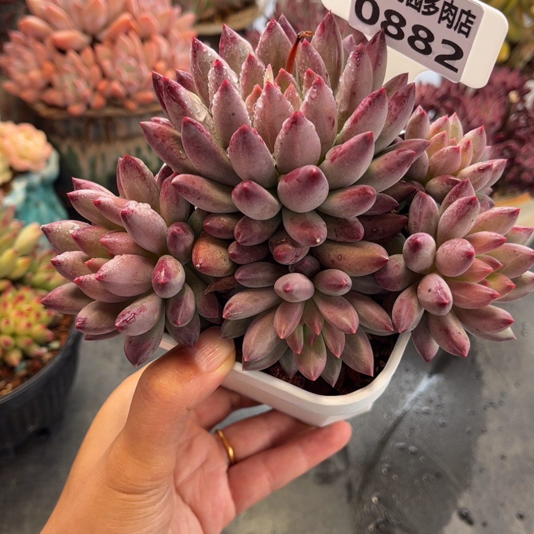笑***多肉植物0882 天冷必拍保温箱