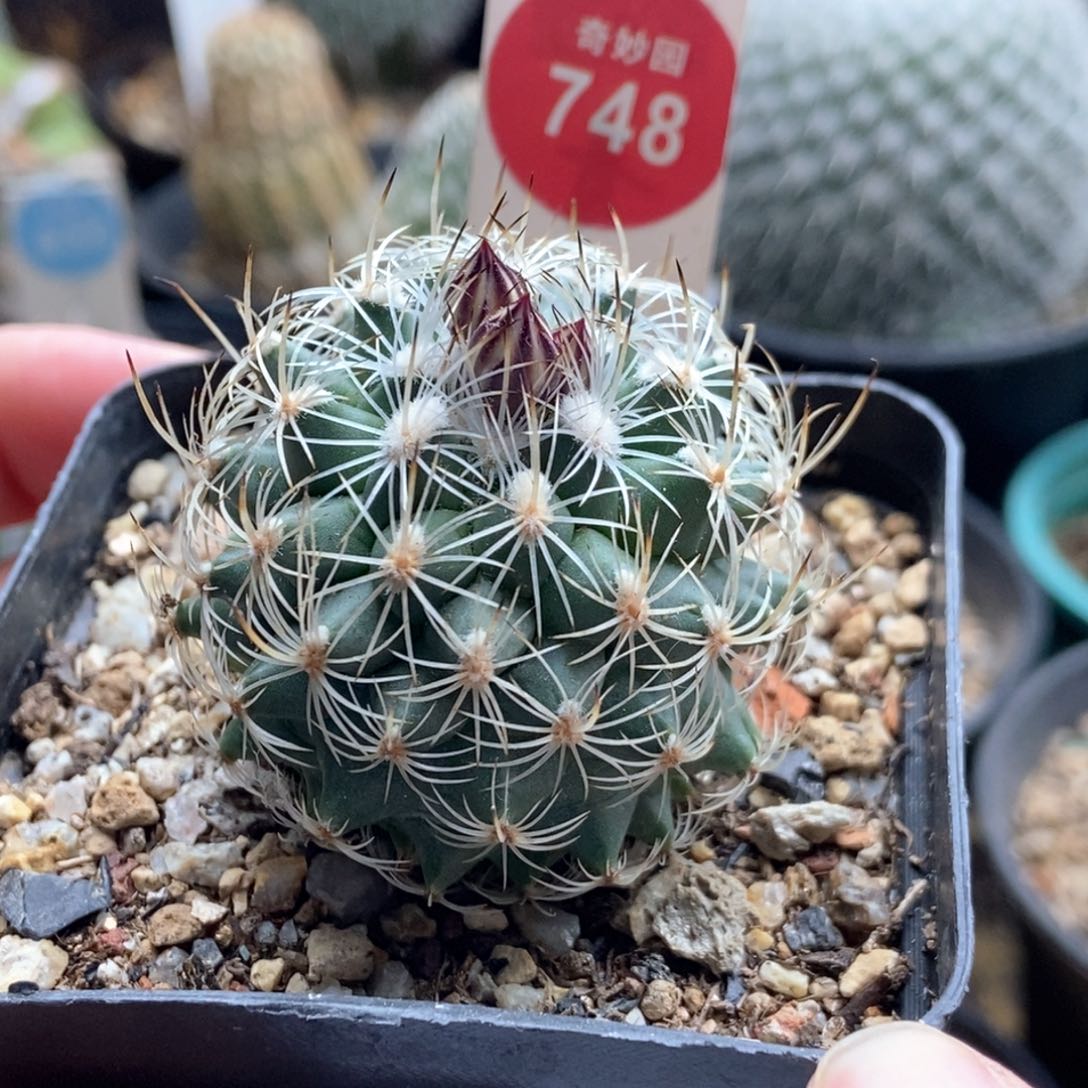 实生带花苞老娇丽4cm