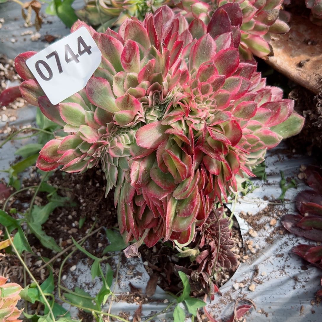 744 号多肉植物法师新年福利