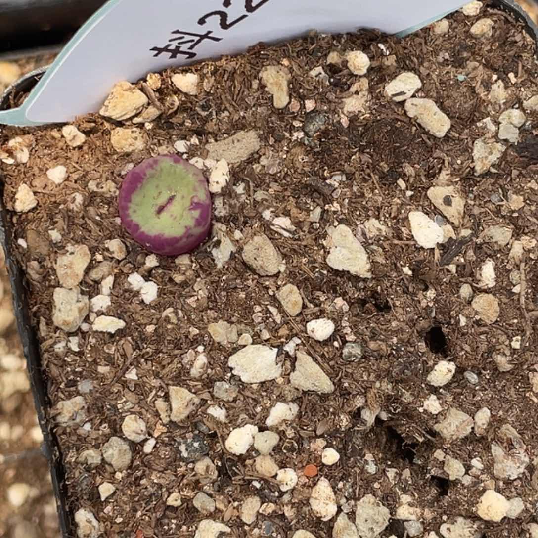 ****22-48肉锥多肉植物