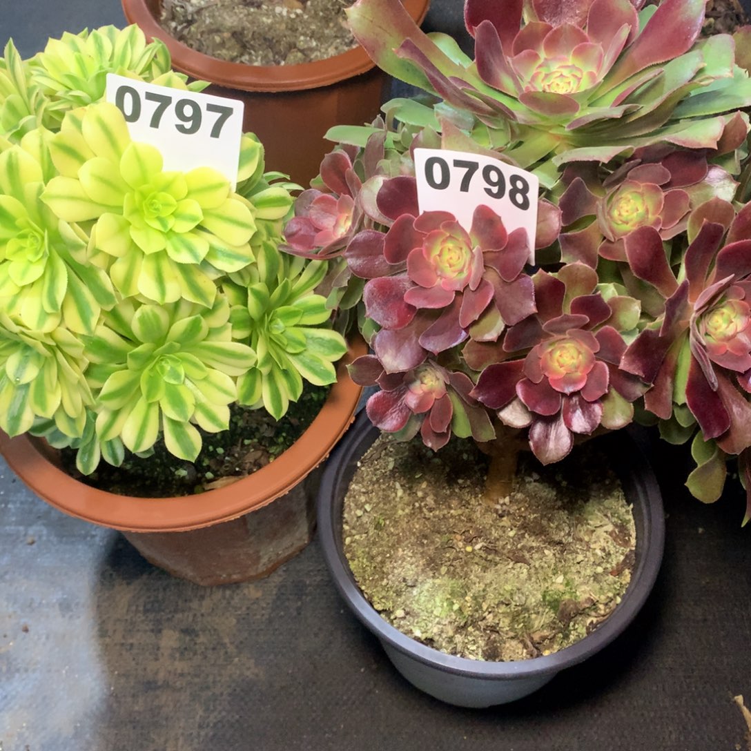 翡翠797雅典娜798组合福利不正300000