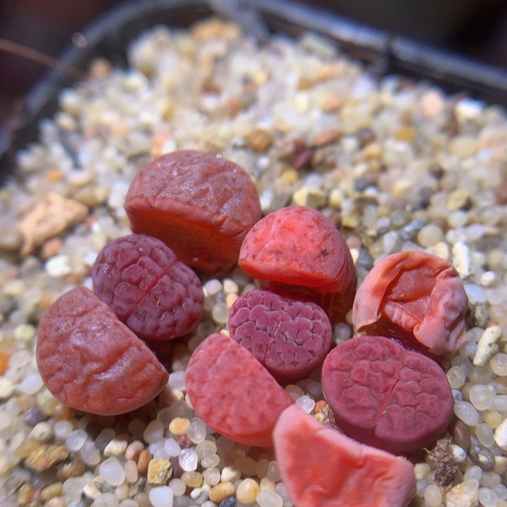 精品生石花215.阿克